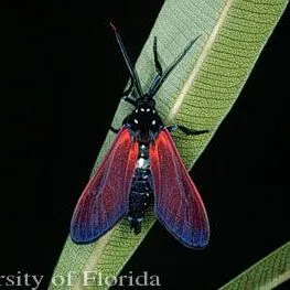 thumbnail for publication: Spotted Oleander Caterpillar Moth, Empyreuma pugione (Linnaeus) (Insecta: Lepidoptera: Erebidae)